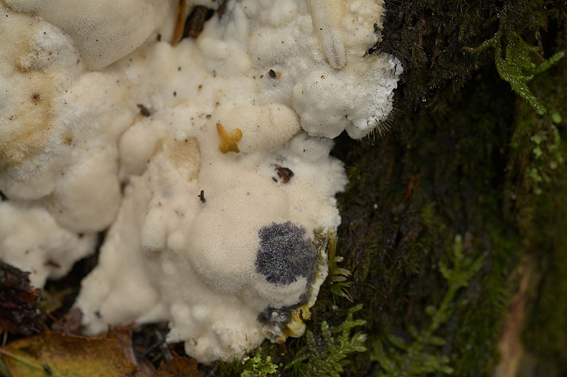 Lentoporia carbonica